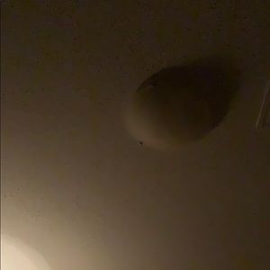 Meet your Posher, Bright